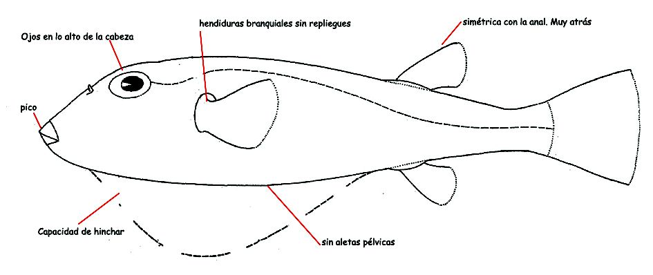 Familia Tetraodontidae.jpg
